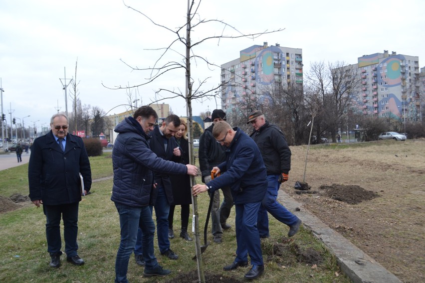 Gdzieś wycinają drzewa a w Częstochowie sadzą ZDJĘCIA