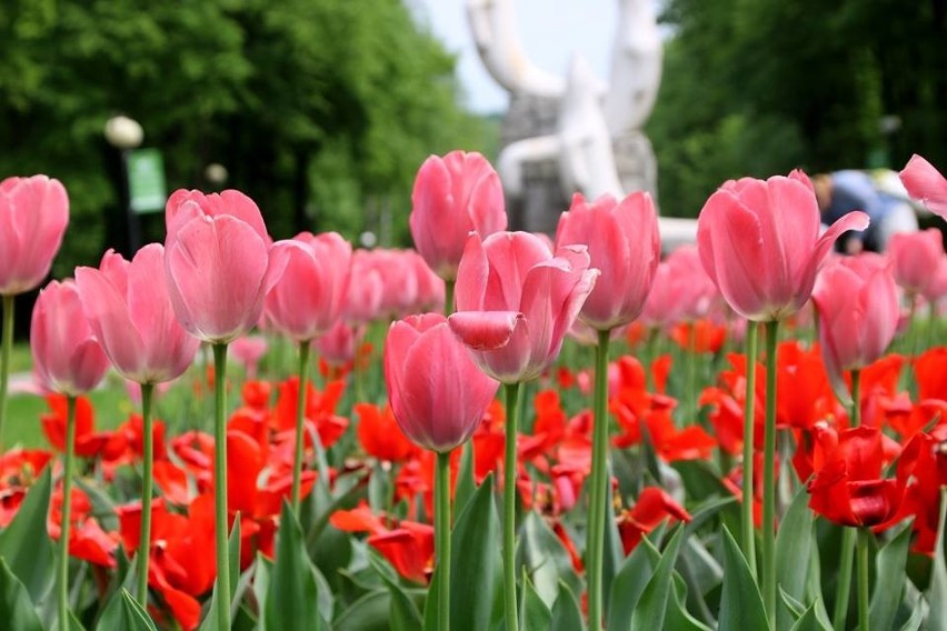 Piękne białe tulipany widać na kwietniku z logo Parku...
