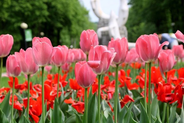 Piękne białe tulipany widać na kwietniku z logo Parku Śląskiego na promenadzie Generała Jerzego Ziętka. Z kolei przy Ogrodzie Japońskim zakwitły azalie (w kolorze pomarańczowym i różowym). Możecie je jeszcze znaleźć m.in. przy siedzibie fundacji Park Śląski, poniżej Dużego Kręgu Tanecznego, w Ogrodzie Bylinowy i przy stawie, obok restauracji Łania. Czerwone, fioletowe, różowe i biało-fioletowe tulipany można natomiast zobaczyć przy alei Żyrafy. Koniecznie odwiedźcie w ten weekend Park Śląski. Tulipany przy alei ŻyrafyZobaczcie kwiaty w Parku Ślaskim na kolejnych zdjęciach >>>