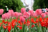 Kwiaty w Parku Śląskim: azalie przy Ogrodzie Japońskiej i kolorowe tulipany przy alei Żyrafy ZDJĘCIA