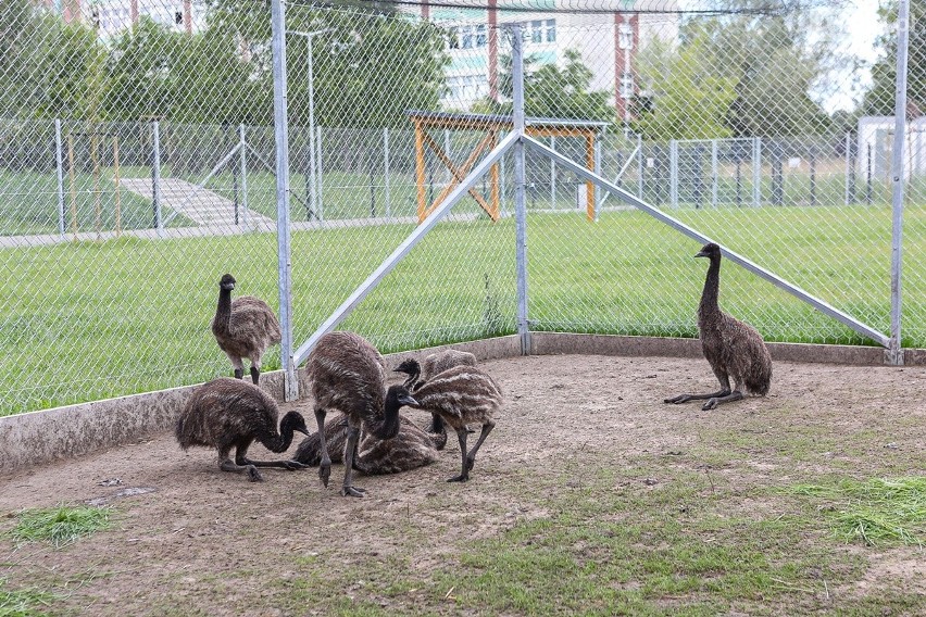 Emu, pawie, kozy, pszczoły... ZUT w Szczecinie ma własną zwierzętarnię