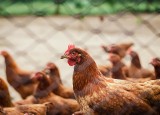 Ptasia grypa przyczyni się do podwyżek cen drobiu i jaj. Wpłynie na to także polityka sieci handlowych