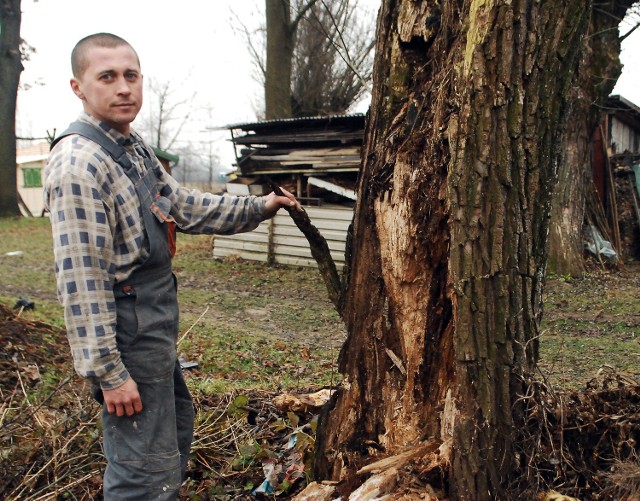 Gdy bobry zjadły las i wszystkie drzewa wokół stawu Piotra Mroza, zabrały się za podgryzanie najstarszych wierzb. Drzewa obumarły, ponieważ gryzonie zjadły korę i wnętrze solidnych pni