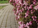 Żywopłot z kwitnących krzewów to praktyczna ozdoba ogrodu. Co wybrać, żeby długo kwitło? Sprawdź, jak go pielęgnować i przycinać
