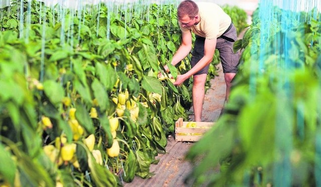 Ukraińcy pracują najczęściej w rolnictwie, budownictwie,  produkcji, gastronomii