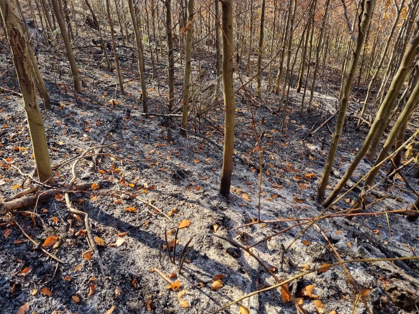 Strażacy gasili pożar lasu. Paliły się drzewostan sosnowy i młodnik jodłowy w Nadleśnictwie Dynów. Leśnicy szacują straty 