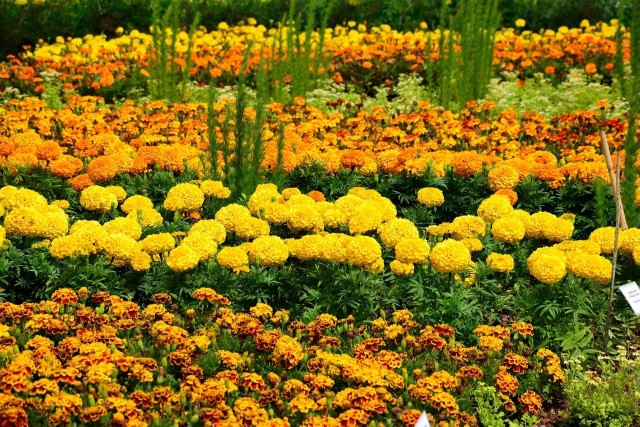 Pomarańczowe kwiaty ładnie komponują się m.in. z żółtymi. Ale nie jest to jedyna możliwość, a wybór kwiatów także jest duży.