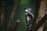 Obserwacja i dokarmianie ptaków, czyli o ornitologii terapeutycznej. Jak obserwowanie ptaków wpływa na człowieka?