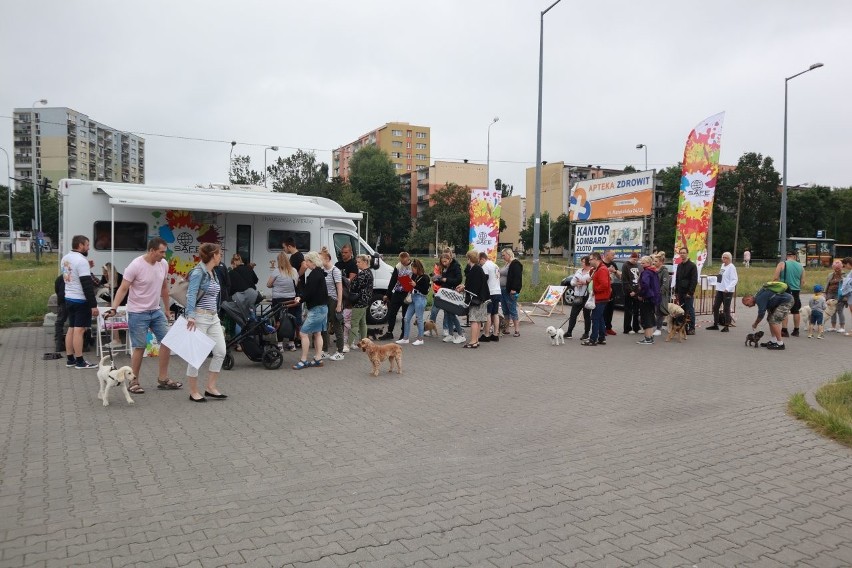 W Łodzi kolejka po czipy. Polski rekord czworonogów, którym wszczepiono pod skórę czip ze znacznikiem