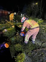 Wichura powaliła drzewa na jezdnię w Papowie Toruńskim i Toruniu. Strażacy mieli co robić - zdjęcia