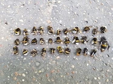 Na terenie Parku Śląskiego znaleziono sporo martwych owadów