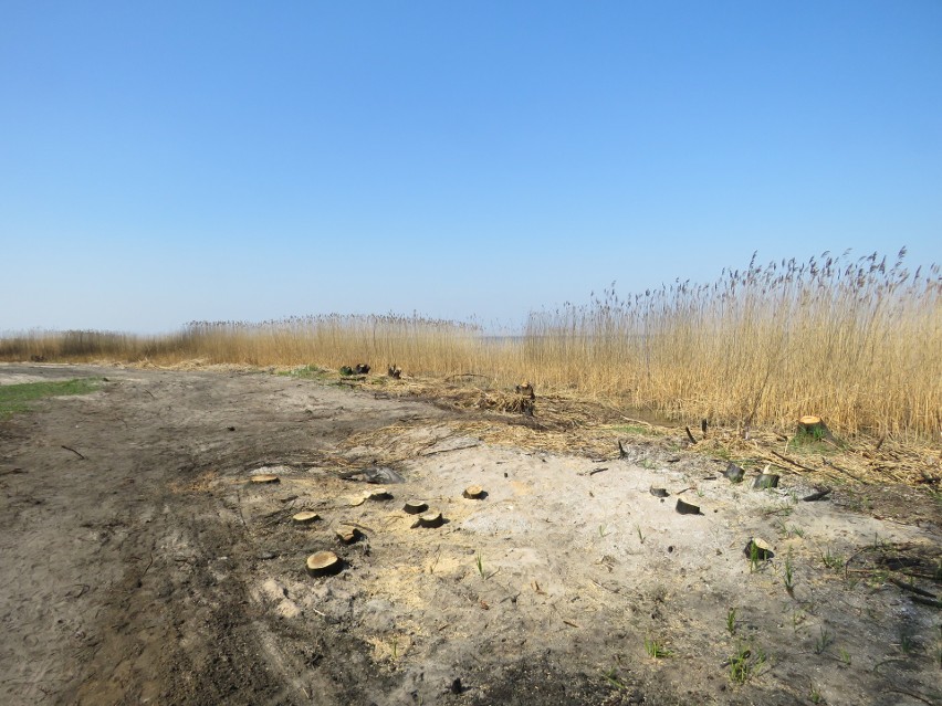 Trzebież. Ruszyła odbudowa spalonej promenady nad zalewem