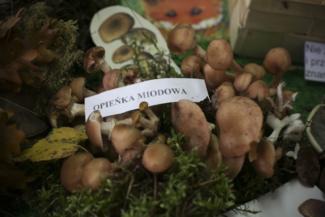 W środę, 23 września w Powiatowej Stacji Sanitarno-Epidemiologicznej w Słupsku odbyła się wystawa grzybów.