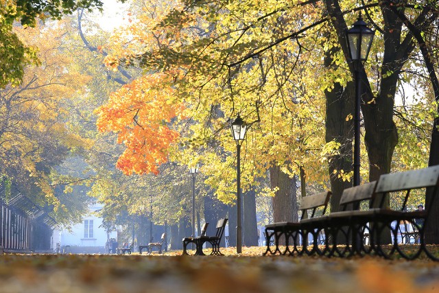 Sprawdziliśmy, gdzie wybrać się na jesienny spacer na Mazowszu – zobaczcie najlepsze miejsca na wędrówkę wśród kolorowych liści. 