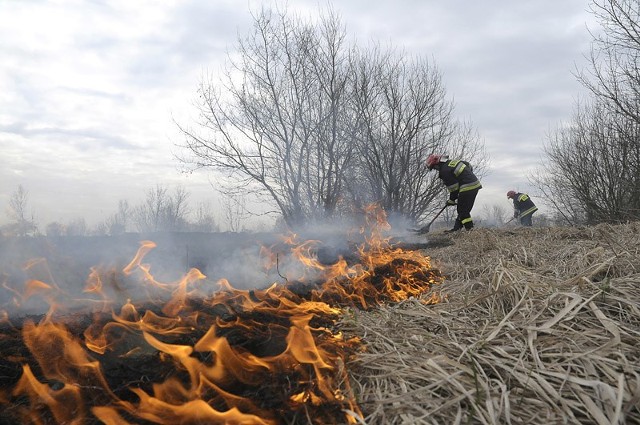strażacy corocznie zmagają się z pożarami związanymi z wiosennym wypalaniem traw i nieużytków
