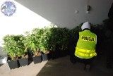 Narkobracia w gminie Puck. 47 doniczek marihuany skonfiskowanych przez KPP Puck [ZDJĘCIA, WIDEO]