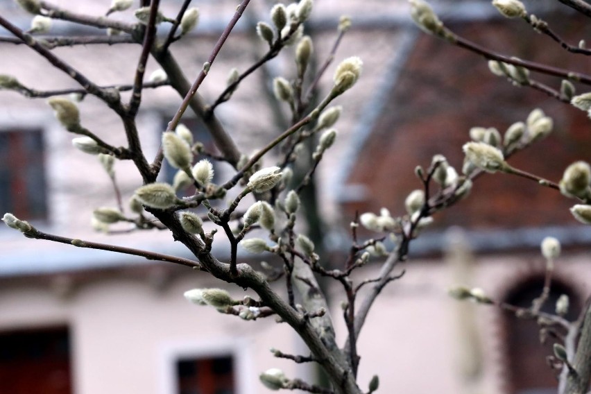 Chociaż nadal trwa kalendarzowe zima, to wiosna w Polsce już...
