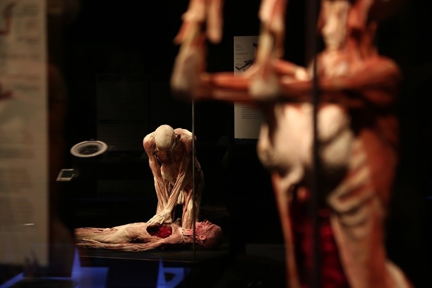 Kontrowersyjna wystawa ludzkich ciał we Wrocławiu