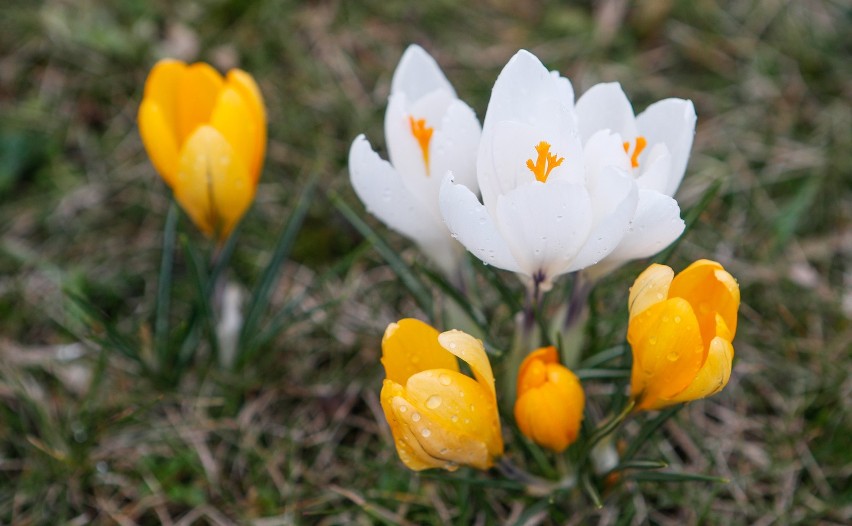 Długoterminowa prognoza pogody na marzec 2019. Kiedy przyjdzie wiosna? Koniec zimy! Temperatury w górę i przelotne opady deszczu [7.03.2019]