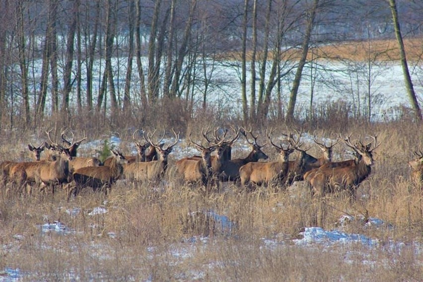Stado jeleni byków na polach pomiędzy Toporowem a wsią...