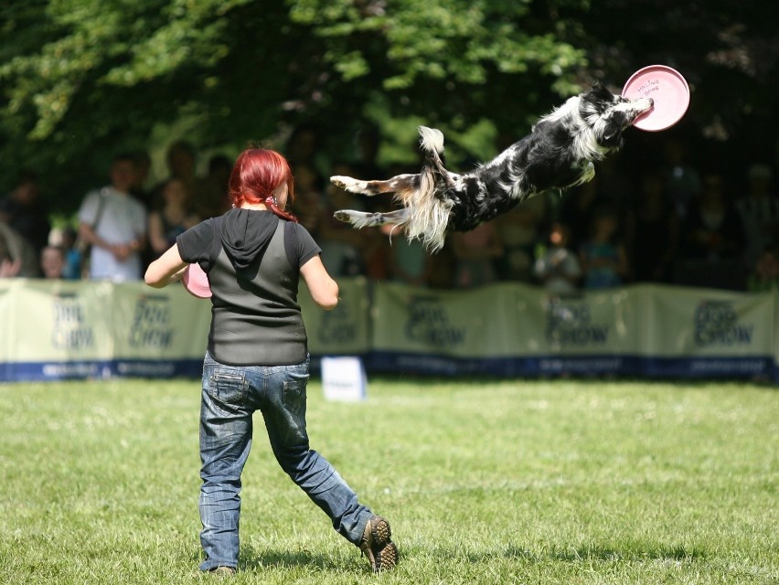 Dog Chow Disc Cup 2015 Wrocław