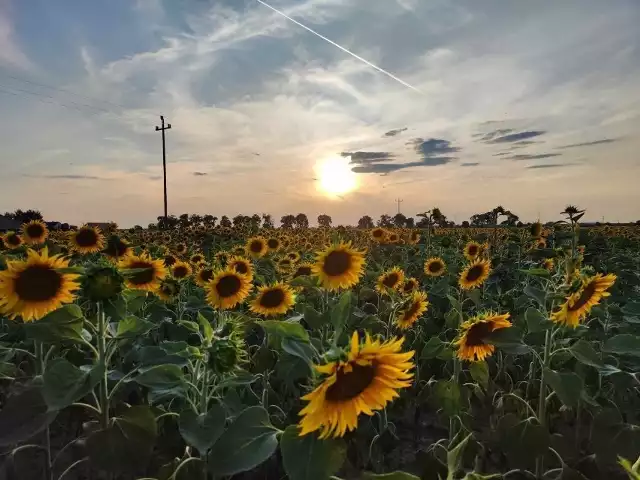 Kwitnące słoneczniki to symbol trwającego, gorącego lata. Pojawienie się ich na polach oznacza także napływ miłośników fotografii, którzy wyjątkowo upodobali sobie sesje zdjęciowe w tych energetycznych kwiatach.