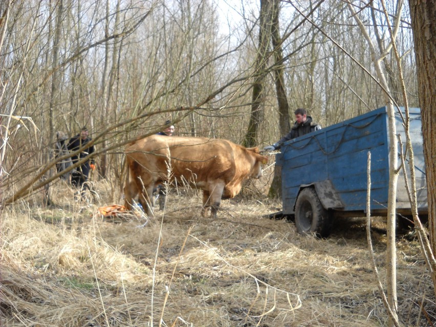Krowa-uciekinierka złapana nad brzegiem Jeziora Nyskiego koło Siestrzechowic po kilkugodzinnej obławie. Ze stresu padła w transporcie