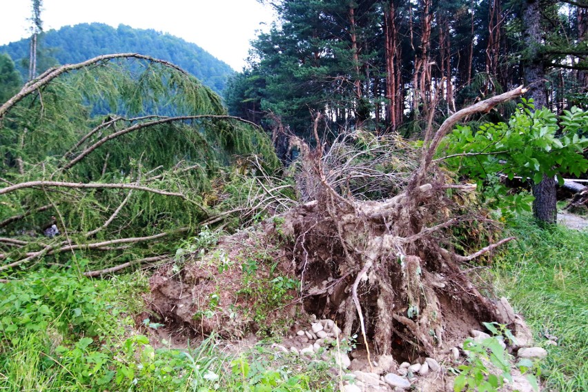 Piwniczna. 40 sekund horroru. Dobę po katakliźmie zniszczony las przeraża [ZDJĘCIA]