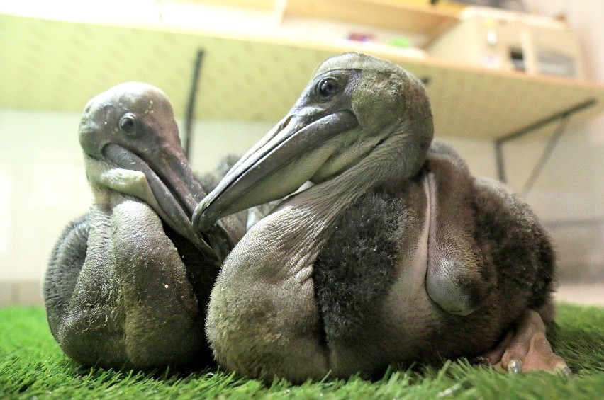 Dwa pisklaki pelikana różowego wykluły się w Gdańskim Zoo