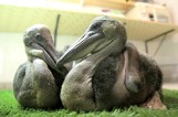 Gdańskie Zoo wita na świecie dwie baby! To pisklaki pelikana różowego. Zobacz ich pierwszy, wiosenny spacer