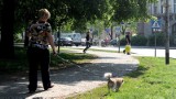 Szczecin: Kamery namierzają właścicieli, którzy nie sprzątają po psach