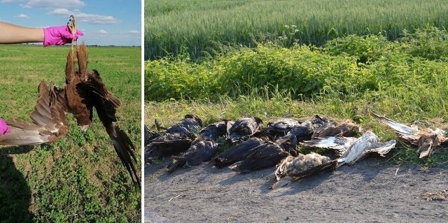 Na polach znaleziono w ostatnich dniach 30 martwych ptaków - kruki, myszołowy, błotniaki, bielika, a także bardzo rzadko spotykaną kanię rudą wpisaną do polskiej czerwonej księgi zwierząt. 