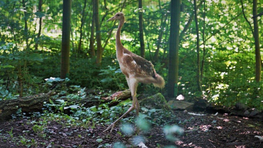 Kolejne narodziny w opolskim zoo.