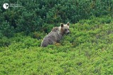 Niedźwiedzie buszują poza tatrzańskimi lasami. Spacerują nawet w przydomowych ogródkach! 