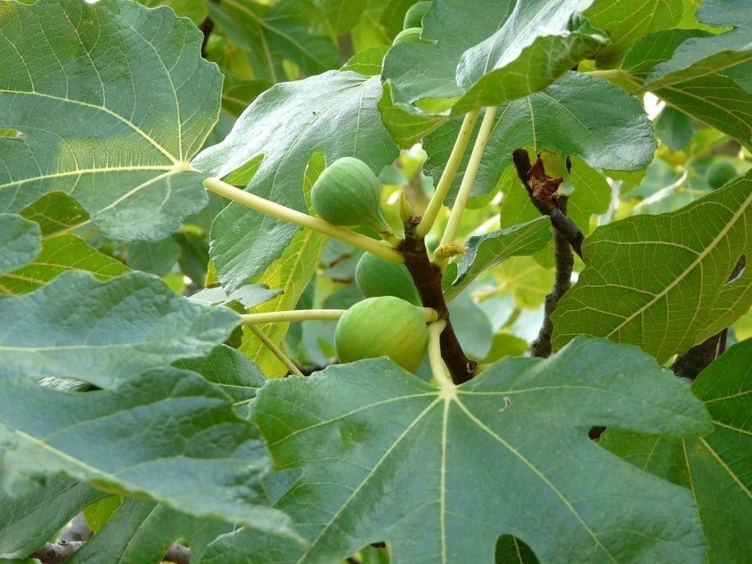 Figowce naturalnie rosną w nieco cieplejszym klimacie, ale...