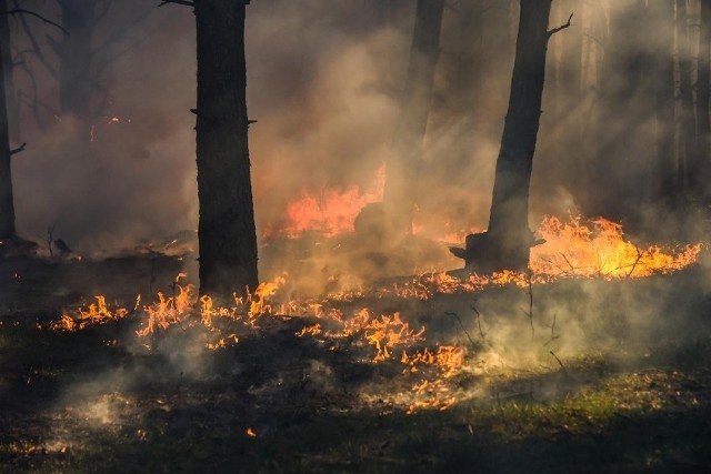 W lubuskich lasach obowiązuje najwyższy stopień zagrożenia pożarowego.