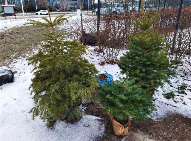 Do Ogrodu Botanicznego w Kielcach mieszkańcy przynieśli ponad 100 niepotrzebnych choinek, które tutaj zostały wykorzystane, jako stroisz, do celów edukacyjnych a część zostanie posadzona wiosną.