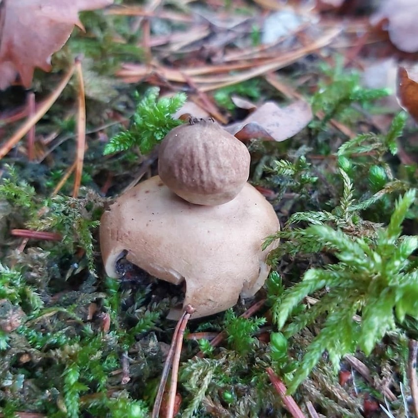 Najdziwniejsze grzyby w podlaskich lasach (zdjęcia)