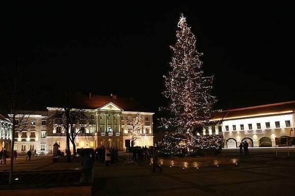 Choinka, która w zeszłym roku zdobiła kielecki Rynek, została znaleziona w lasach przy ulicy Zagnańskiej w Kielcach