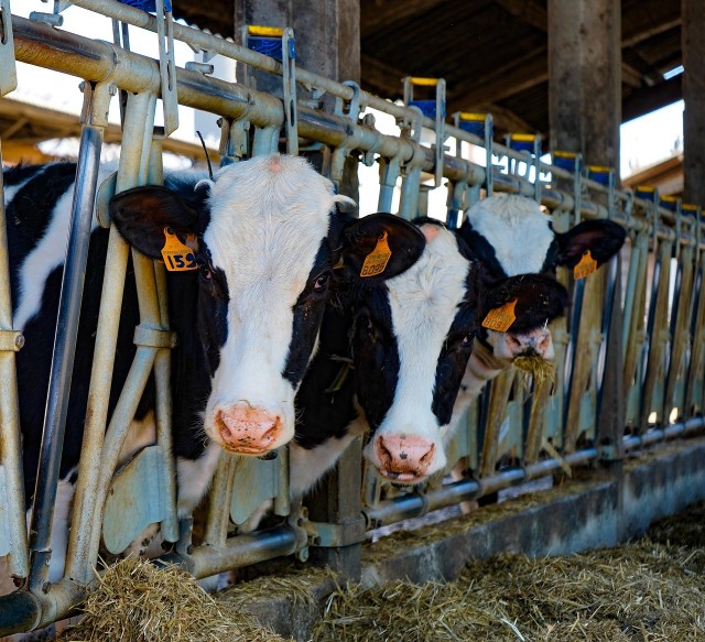 Copa-Cogeca podkreśla dotychczasowe wysiłki europejskich farmerów w działania zmierzające do poprawy dobrostanu zwierząt. Należy dalej pokazywać, jak wygląda rzeczywistość i praca przy produkcji mleka oraz jak hodowcy dbają o swoje zwierzęta.