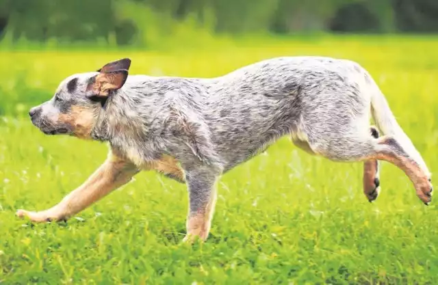Australijski pies pasterski (Australian Cattle Dog)
