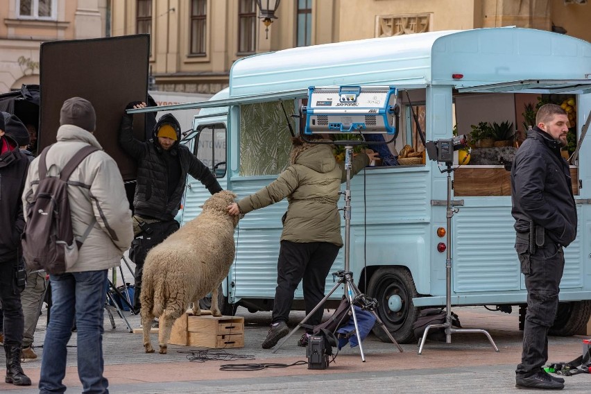 Kraków. Owca-celebrytka przychodzi do food trucka z obwarzankami w spocie promocyjnym miasta