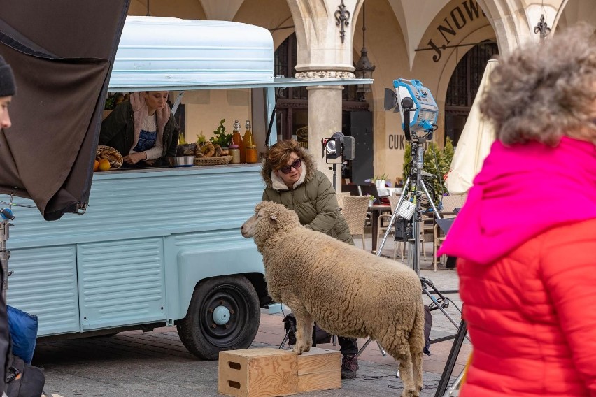 Kraków. Owca-celebrytka przychodzi do food trucka z obwarzankami w spocie promocyjnym miasta