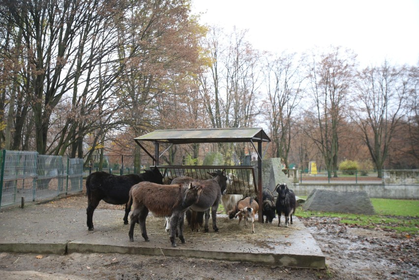 Oto pozostali mieszkańcy śląskiego oo