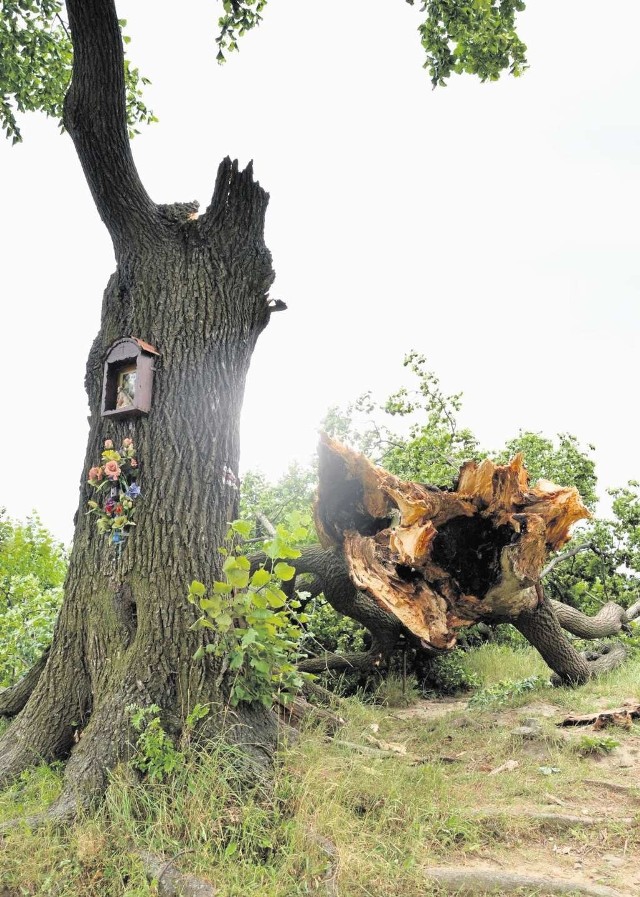 Wichura mocno okaleczyła symbol Myślenic - lipę, której wiek szacuje się na 185 lat. Ocalał tylko mały fragment korony