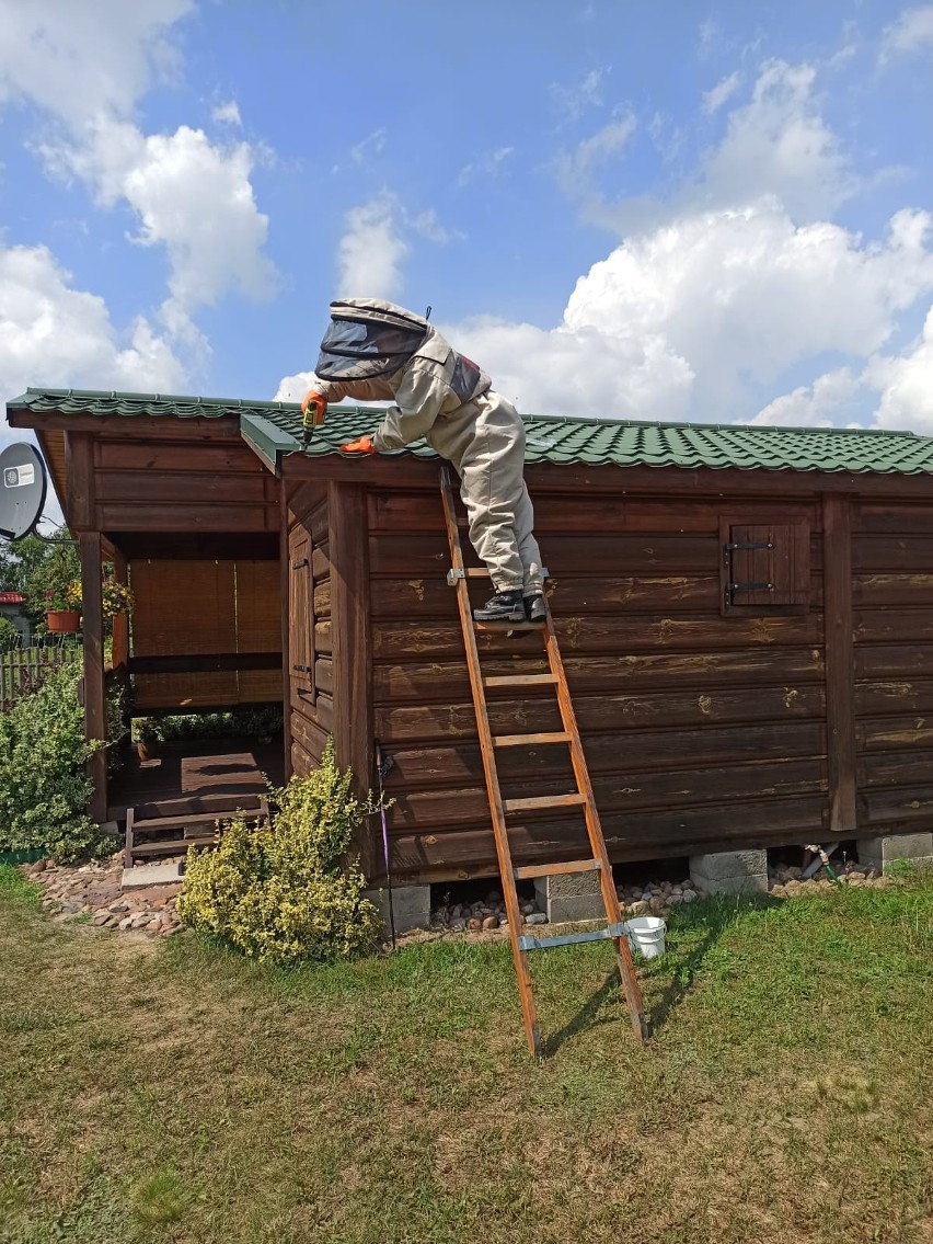 Strażacy walczą z owadami. Coraz więcej takich interwencji w powiecie koneckim. Jak postępować w przypadku zlokalizowania gniazda?