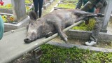 Dziki zaatakowały cmentarz w Katowicach Panewnikach. Nekropolia ewakuowana [ZDJĘCIA]