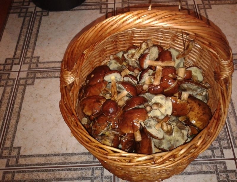 A oto koszyk pełen grzybów - zdjęcie nadesłała Pani Beaty ze...