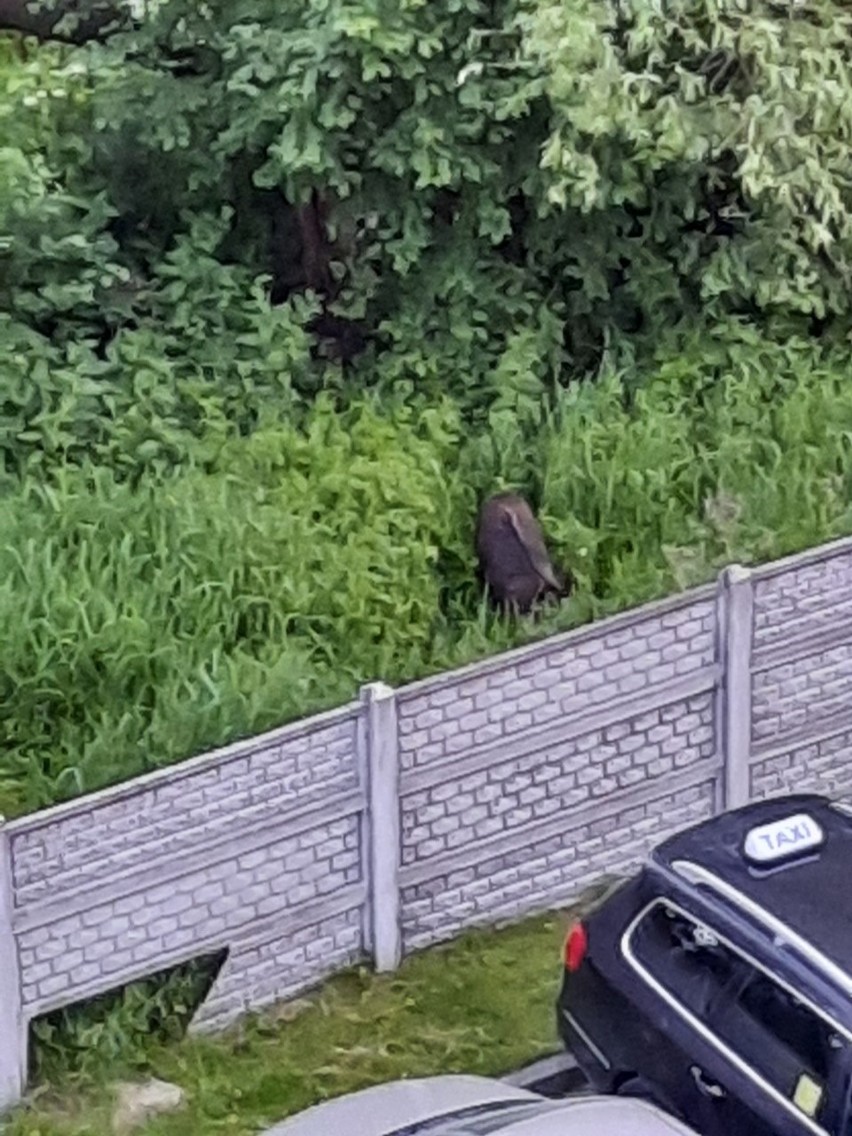 Kraków. Dziki podchodzą pod bloki na ulicy Obozowej. Mieszkańcy czują się zagrożeni [ZDJĘCIA] 