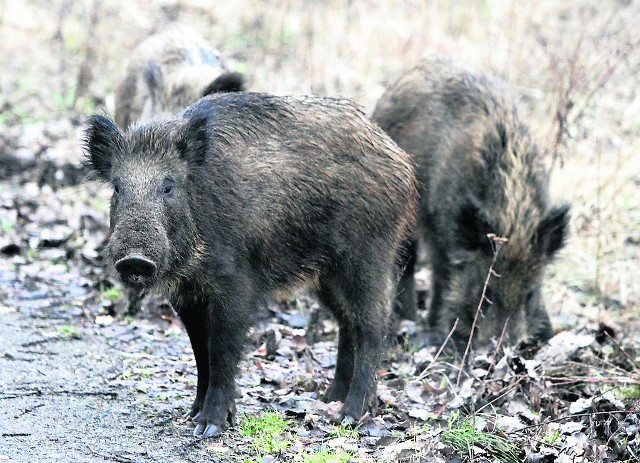 Dziki najczęściej pojawiają się na osiedlach, położonych blisko lasów, szukając pożywienia